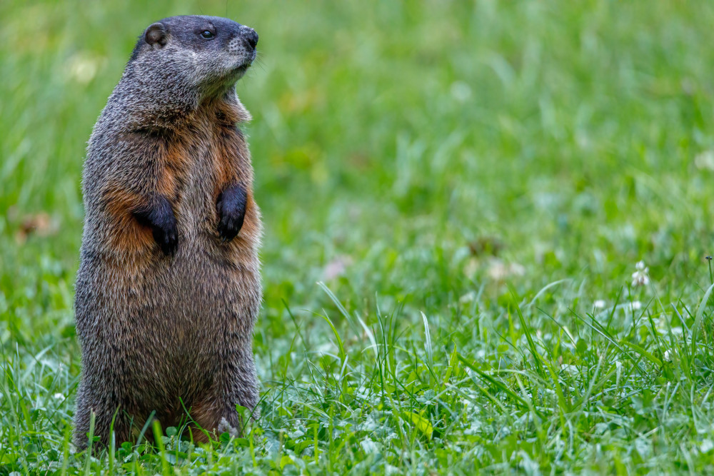 Lakehead University research study finds groundhog predictions should